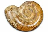 Jurassic Ammonite (Hemilytoceras) Fossil - Madagascar #365360-1